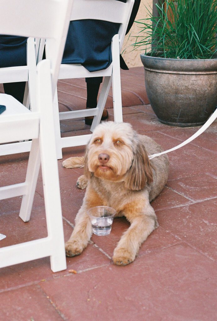The couple's dog lying beside the ceremony chairs on the terracotta courtyard at Villa Parker